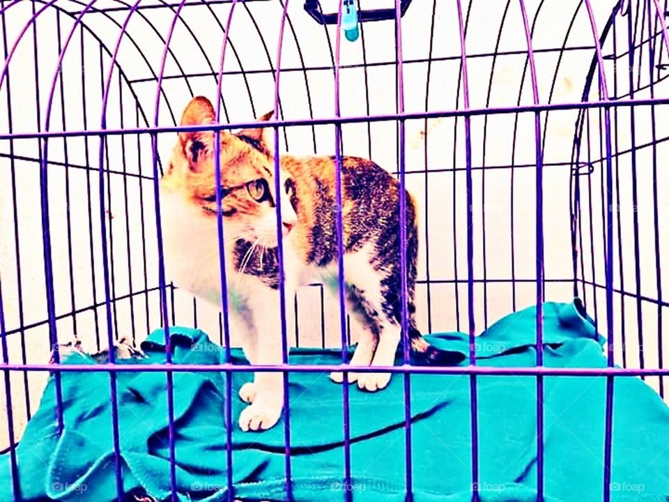 The Cat in Cage