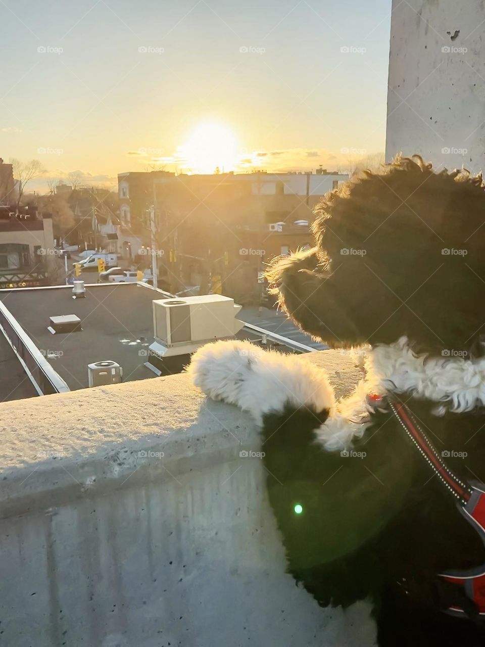 Inspecting the city at dawn.