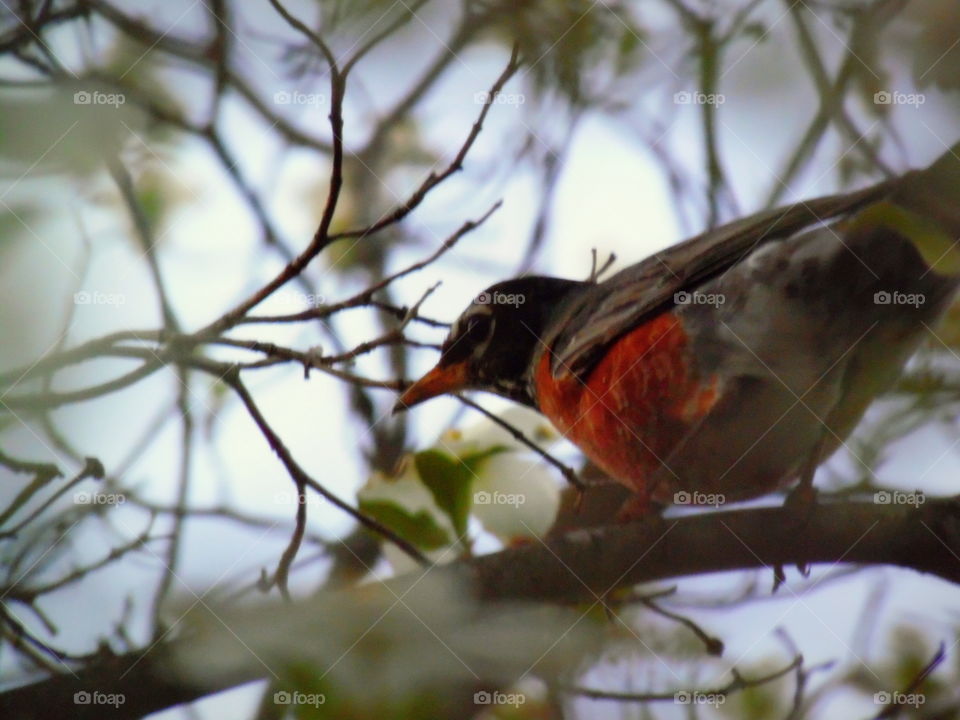 The is a behind the bird close up of a robin sitting in a tree on a beautiful spring day in West Virginia.