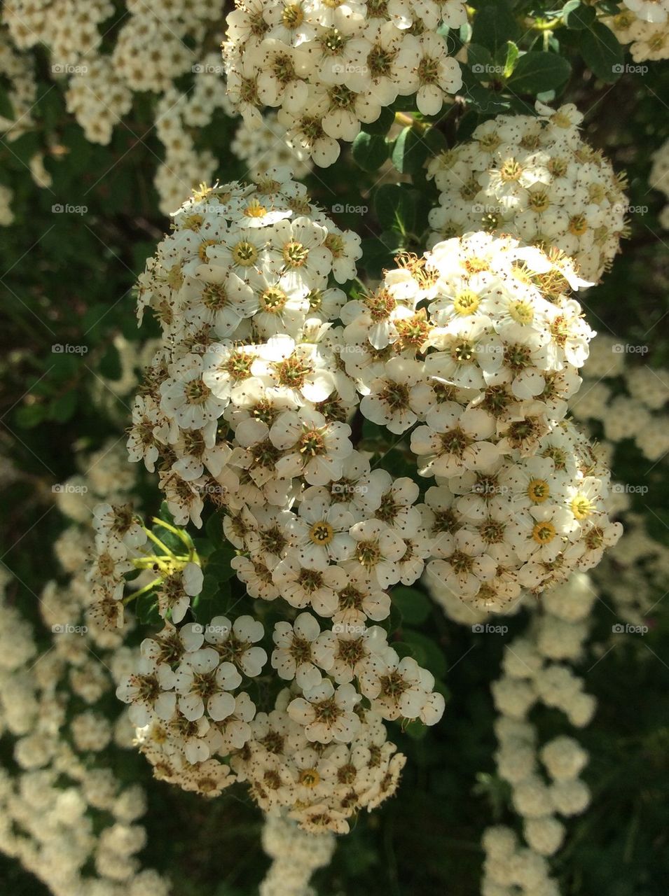 Flower bush