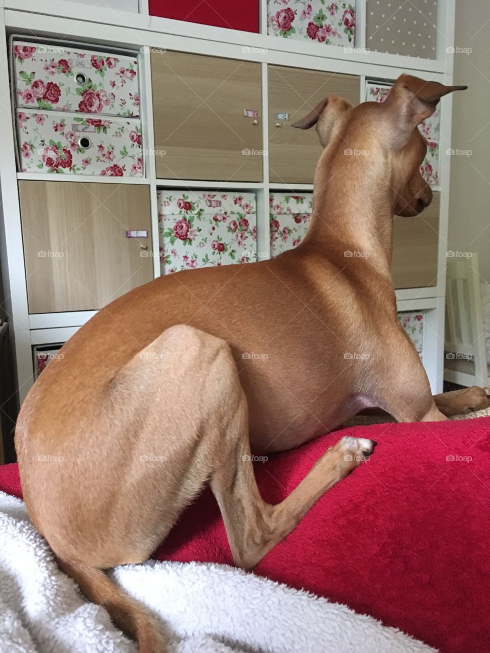 Amber the Italian greyhound puppy sat on a red blanket on the back of the sofa looking away, alert 