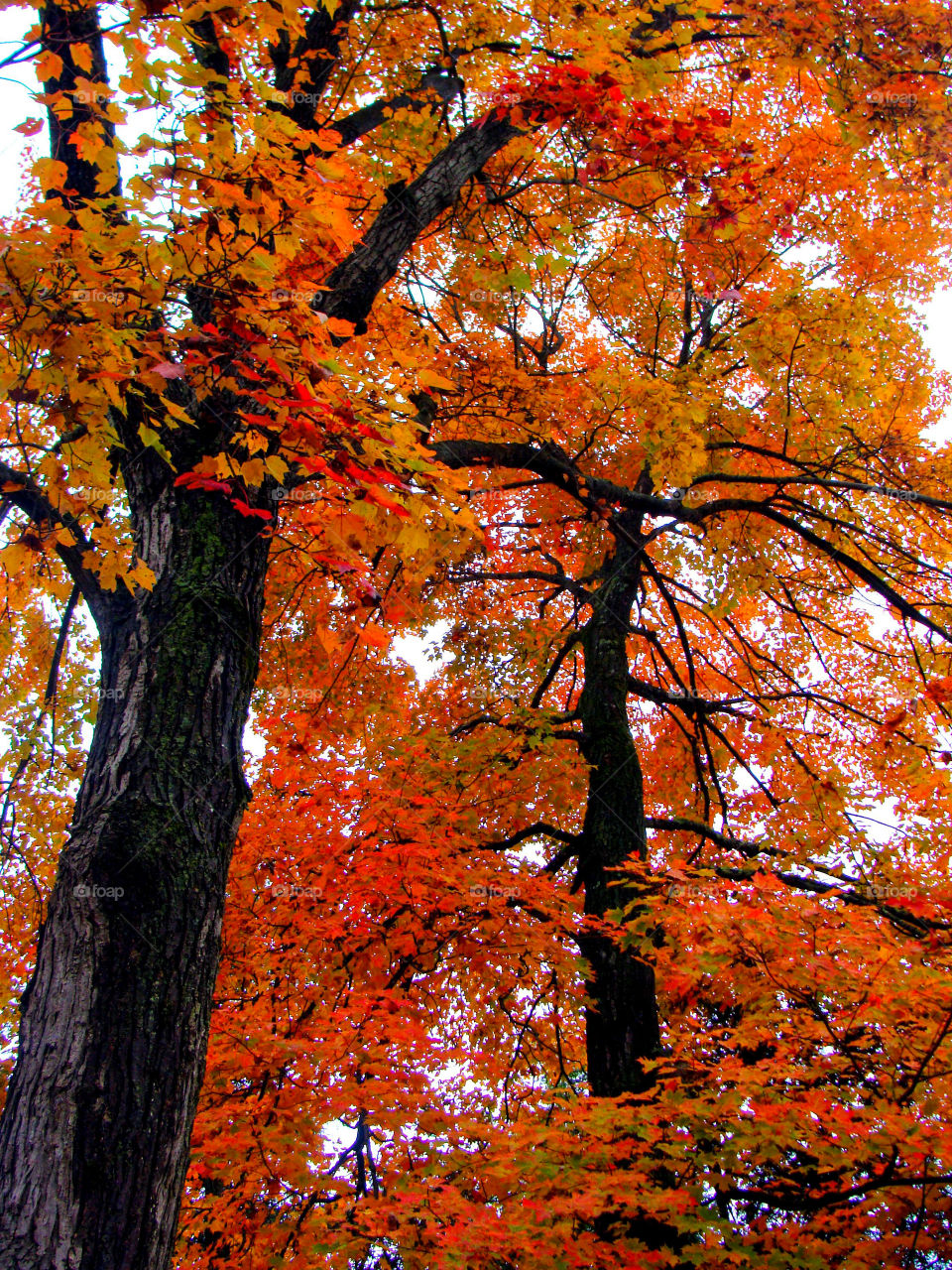 Tall trees burst with bright orange leaves in a Vermont wood.