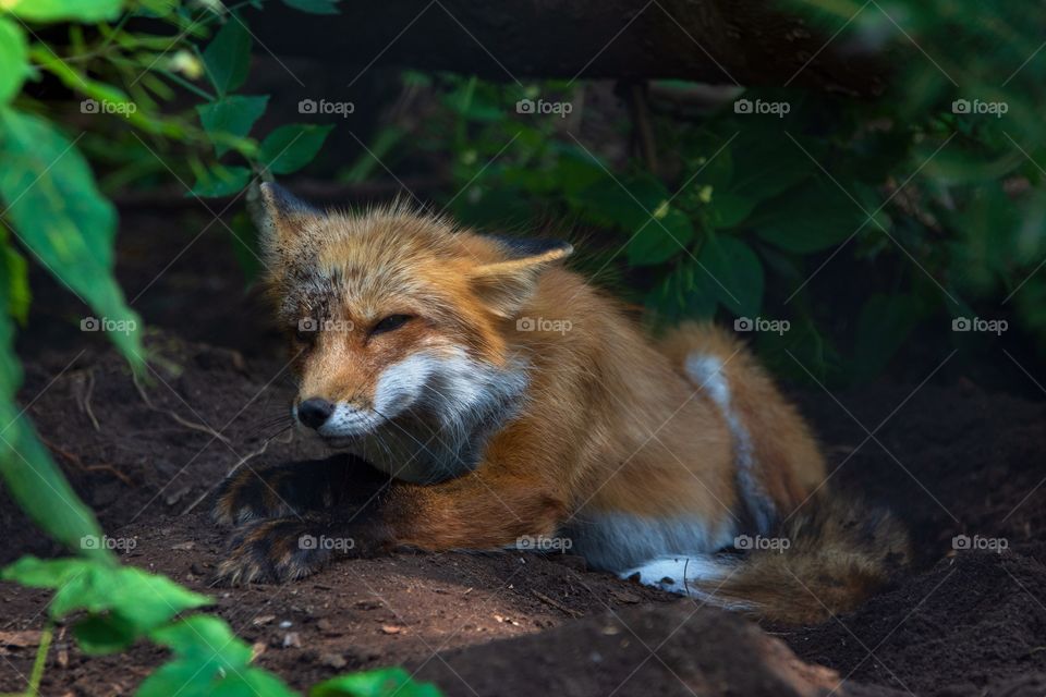 Sleepy fox in the forest