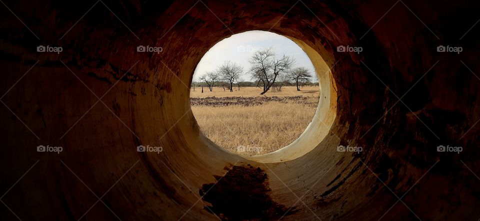 Wake up after the covid...Just to feel the nature at this summer evening...Tunnel view of a forest.