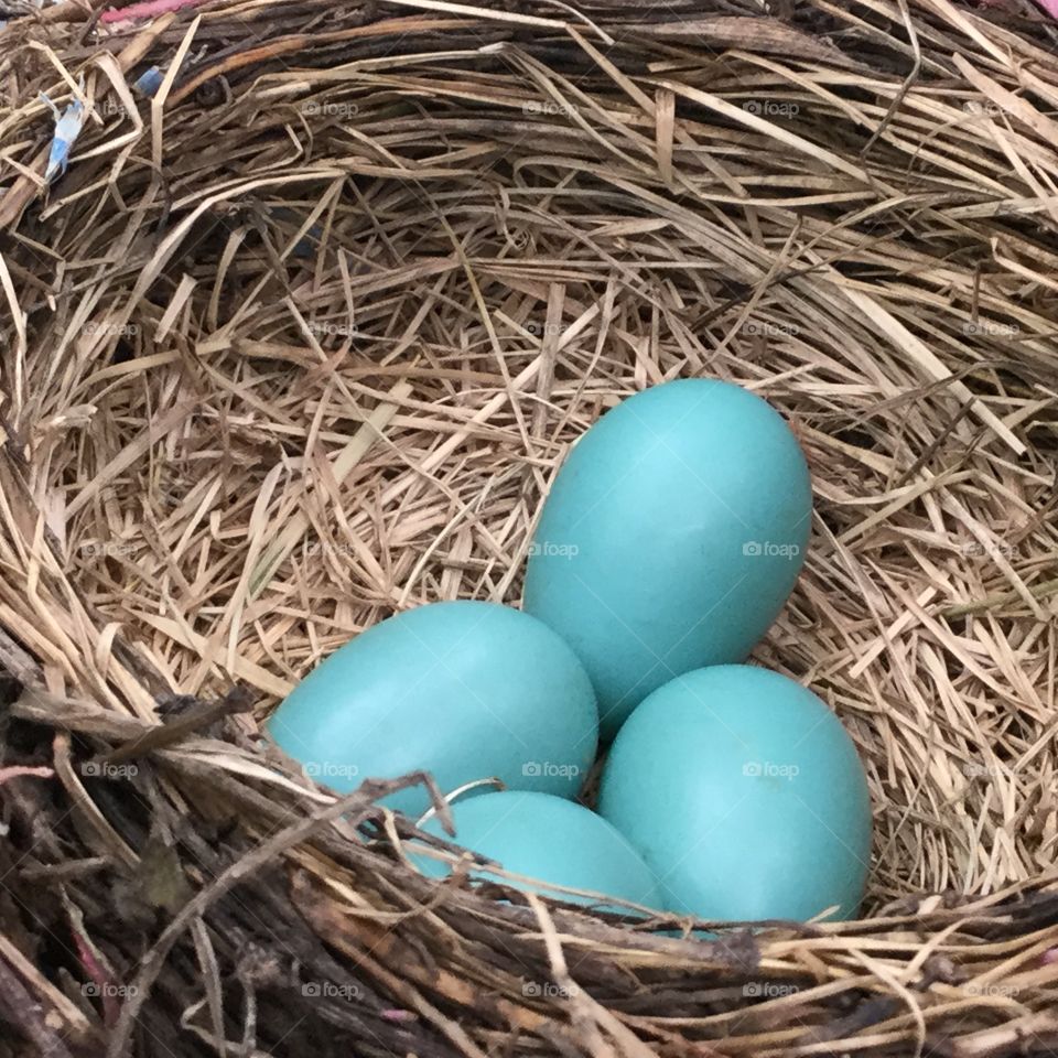 Robin eggs in nest