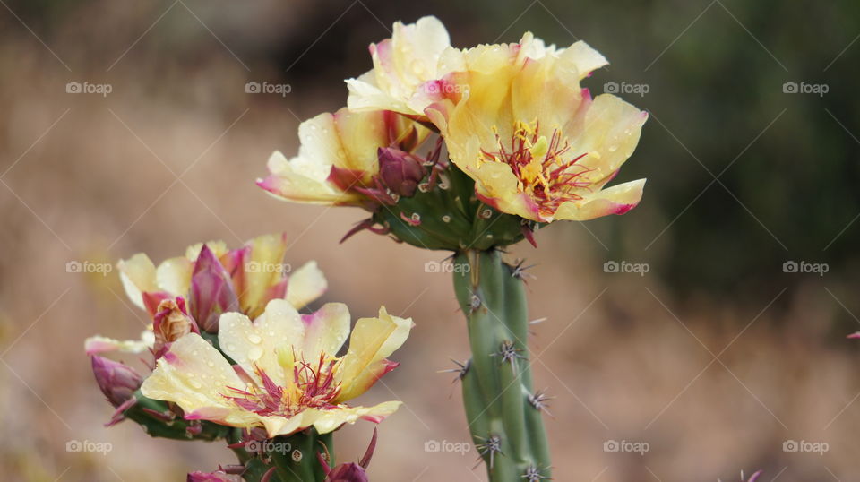 Cactus bloom