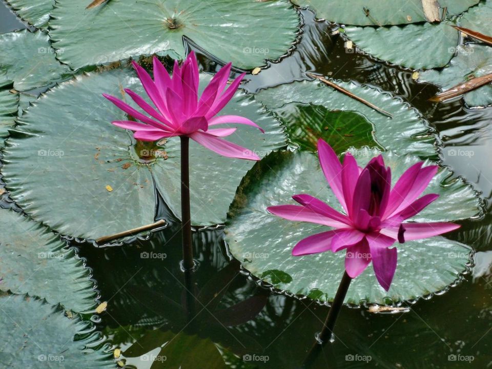 beautiful lotus flower in the Lake