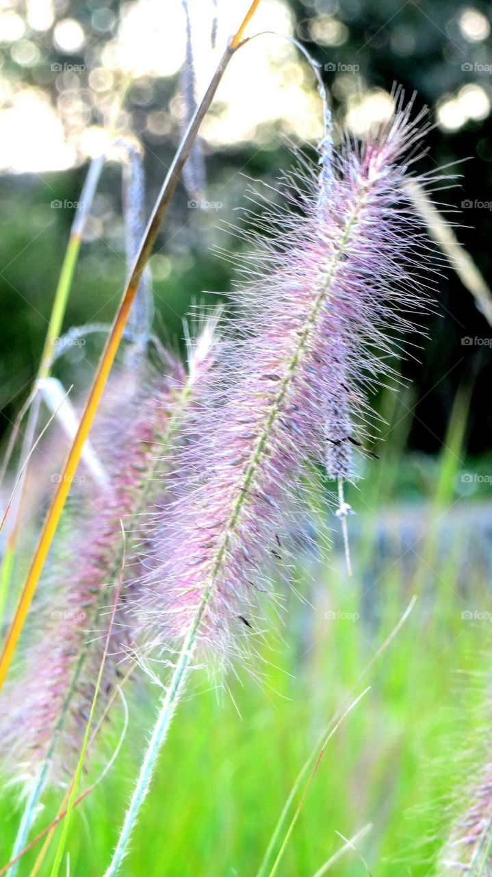 purple softie