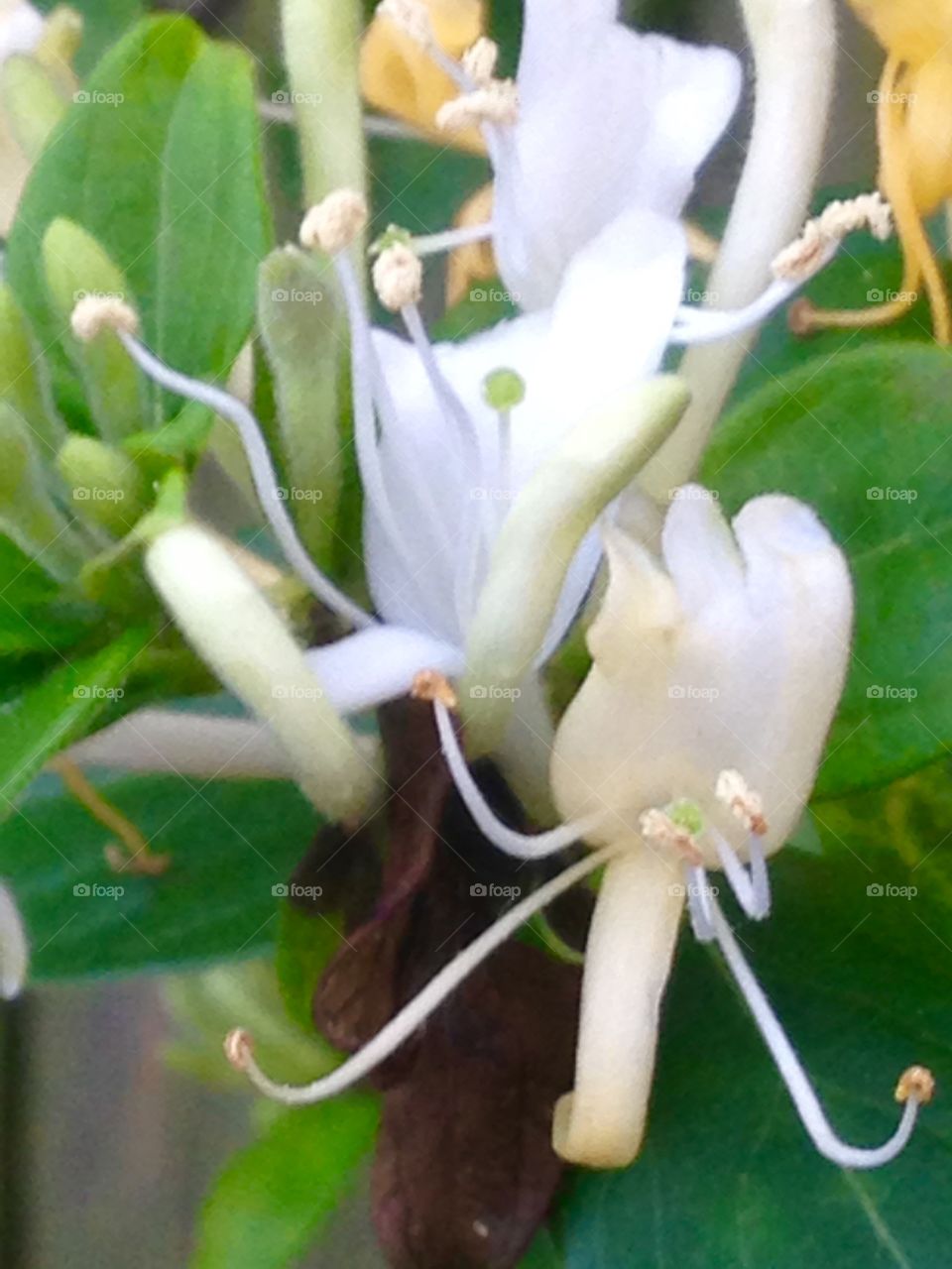 Closeup honeysuckle 