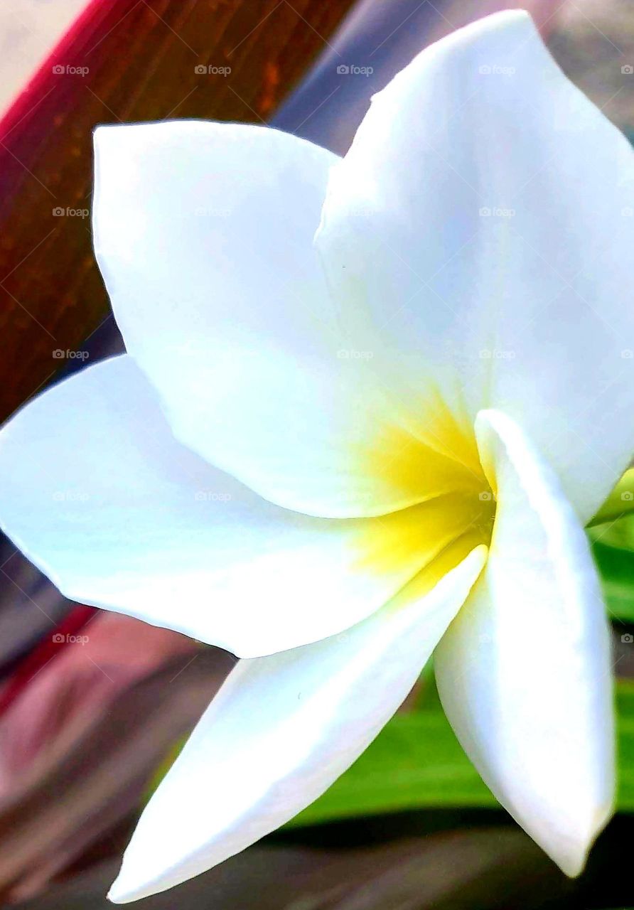 beautiful white flower with a hint of yellow, subtle beauty that reflects purity