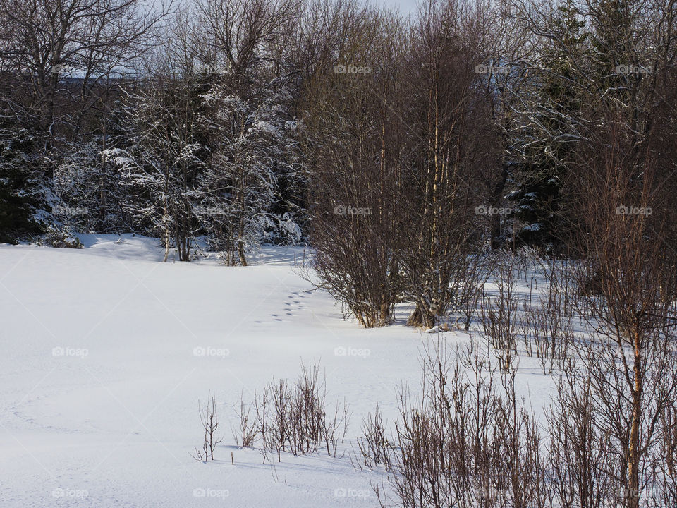 Snow on the ground. 