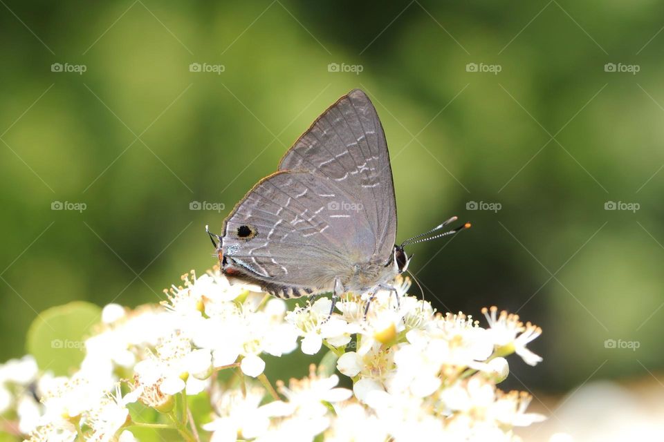Beautiful and cute butterfly