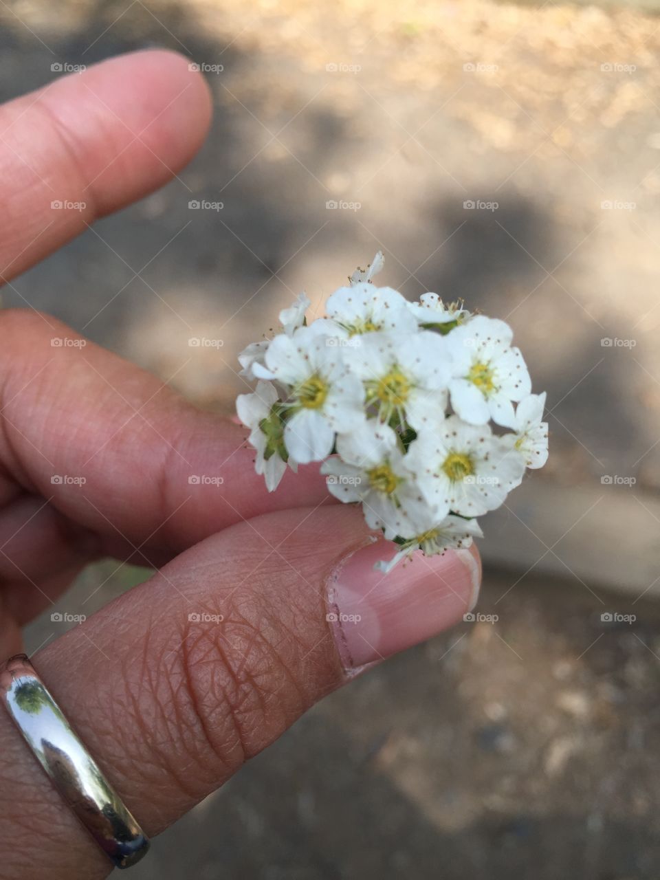 Hand holding cherry blossom