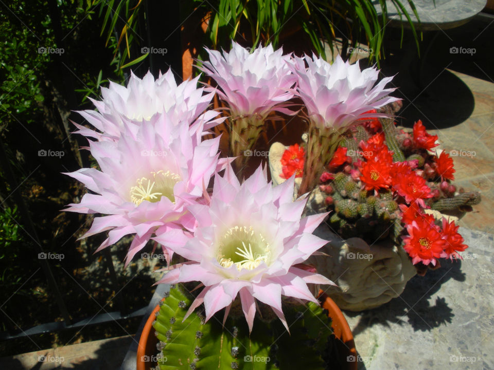 Cactus blossoms 