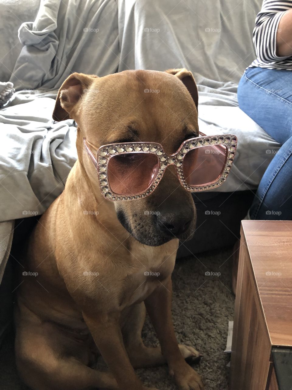 Funny dog with glasses lustiger Hund mit großer Sonnenbrille 