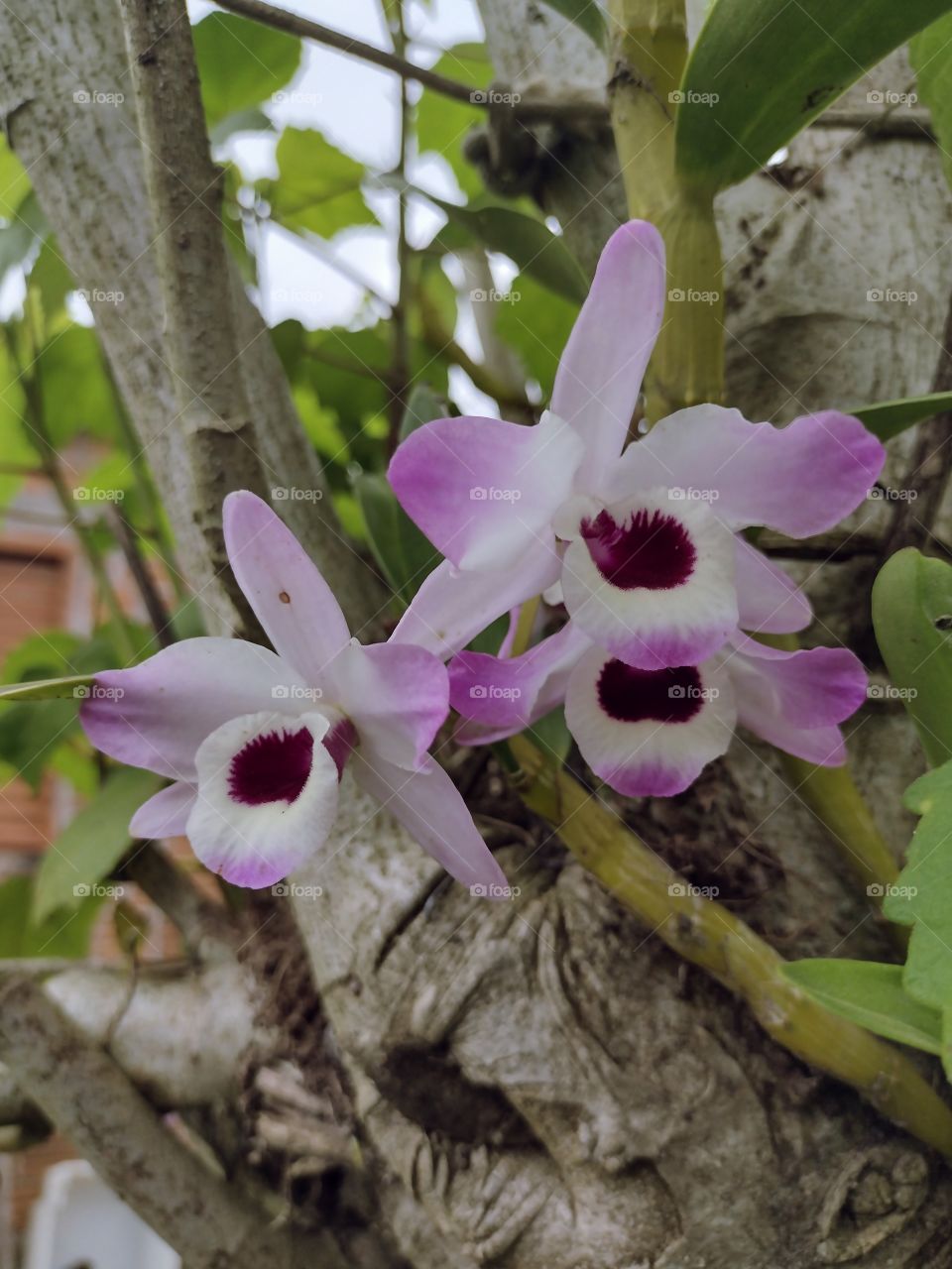 orchid on the tree