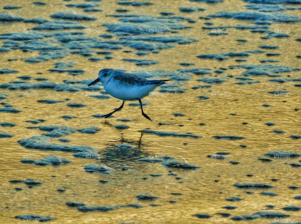 Snowy Plover