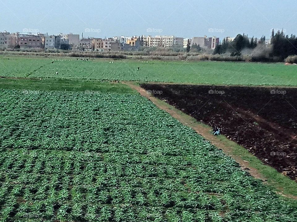 Agricultural land