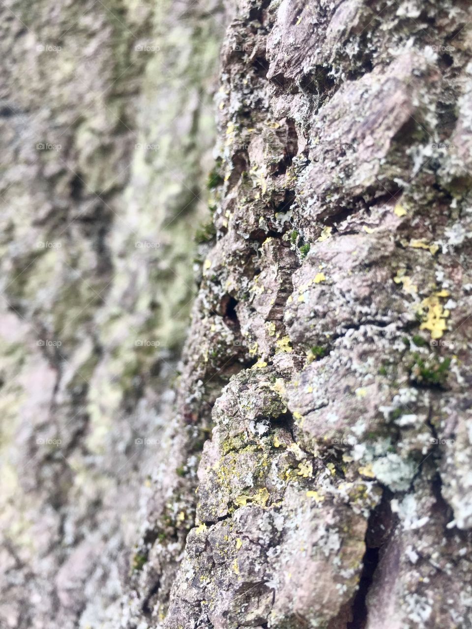 Tree bark close up