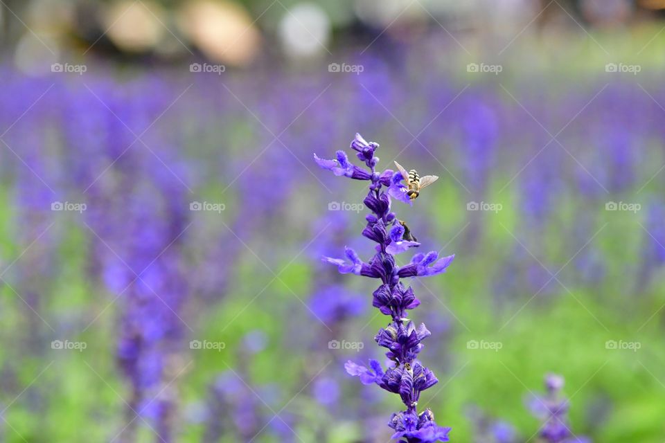 Nature, Flower, No Person, Flora, Summer