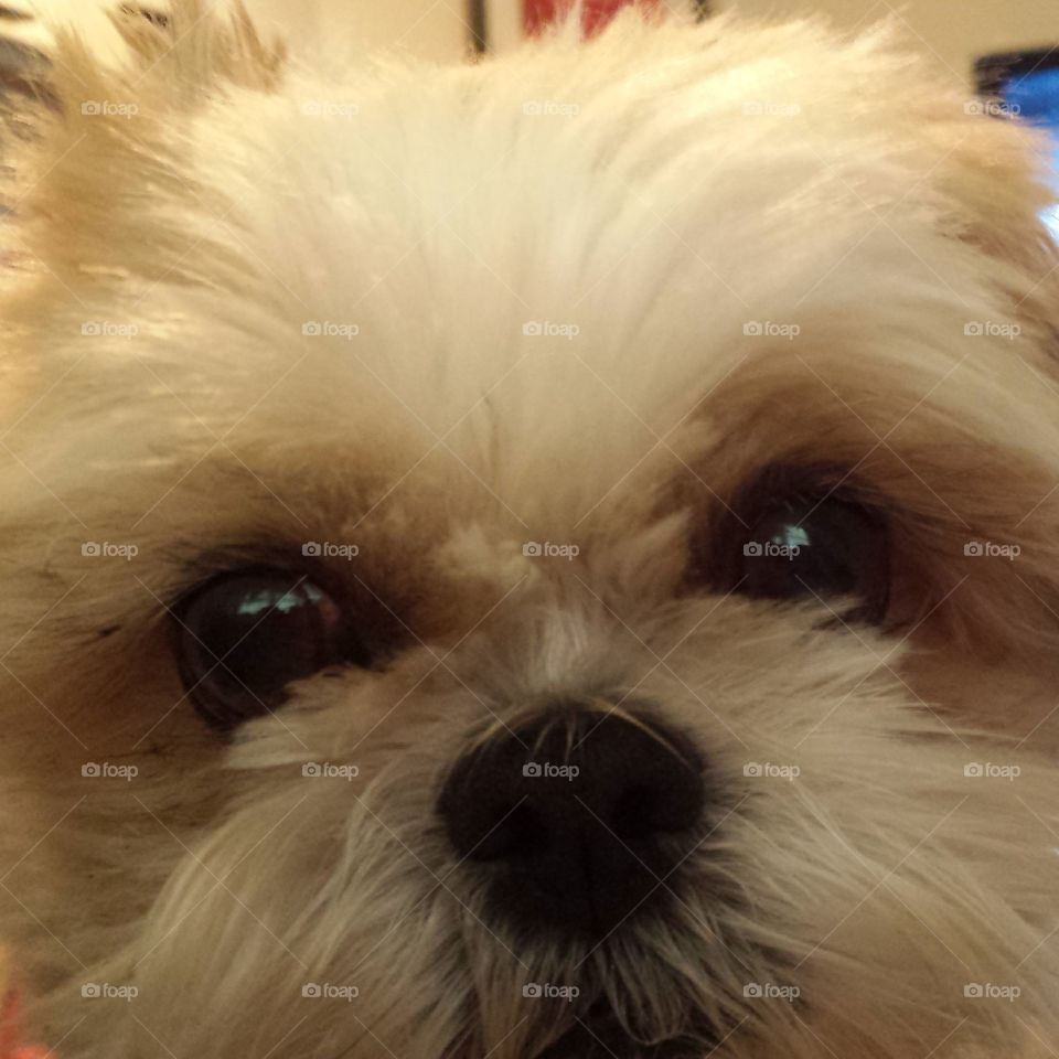 Puppy face. Adorable close up of this Shih Tzu puppy face