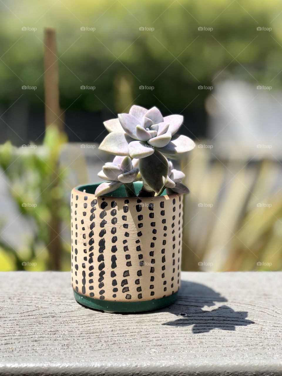 Little succulent in spotted vase
