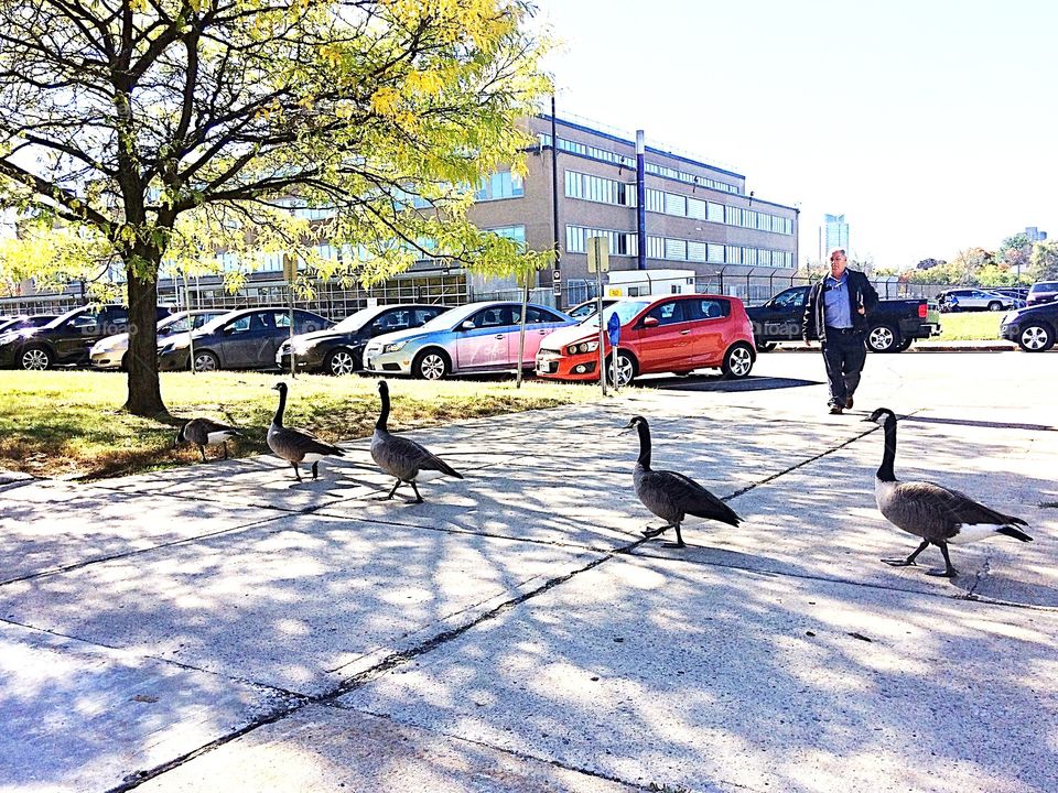 Canada geese strolling down the sidewalk 