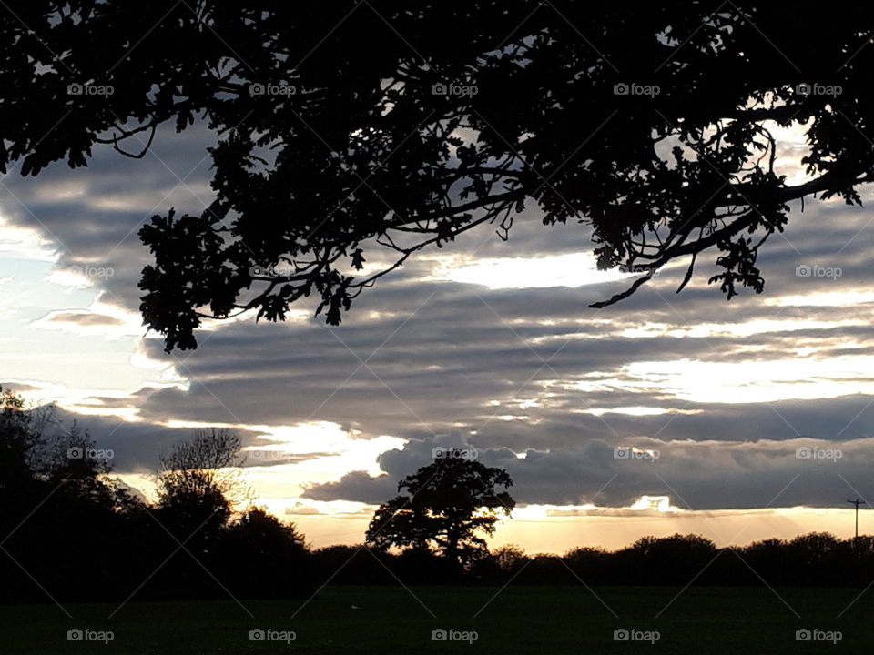 Tree, Landscape, No Person, Dawn, Sunset
