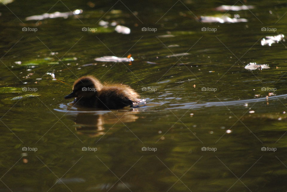 Duckling 