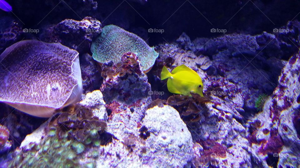 One day of a yellow fish among the corals.