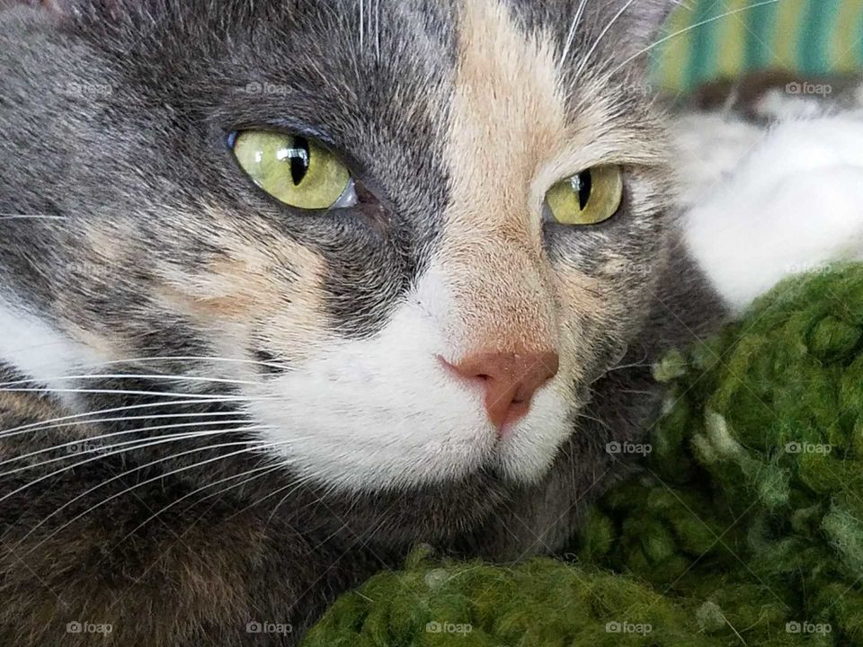 Close-up of cat looking away