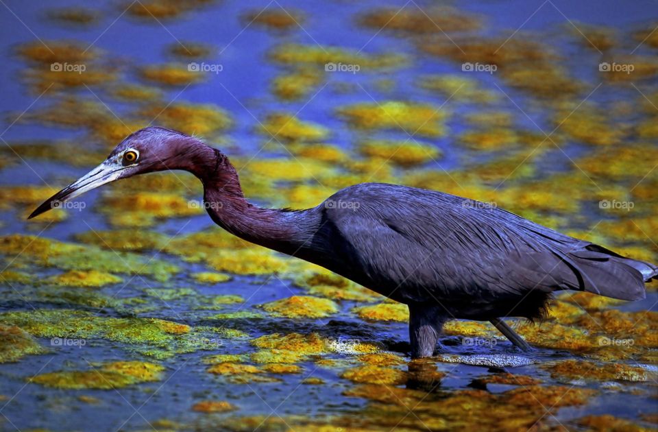 A Little Blue Heron hunting for his supper in the Florida Everglades.