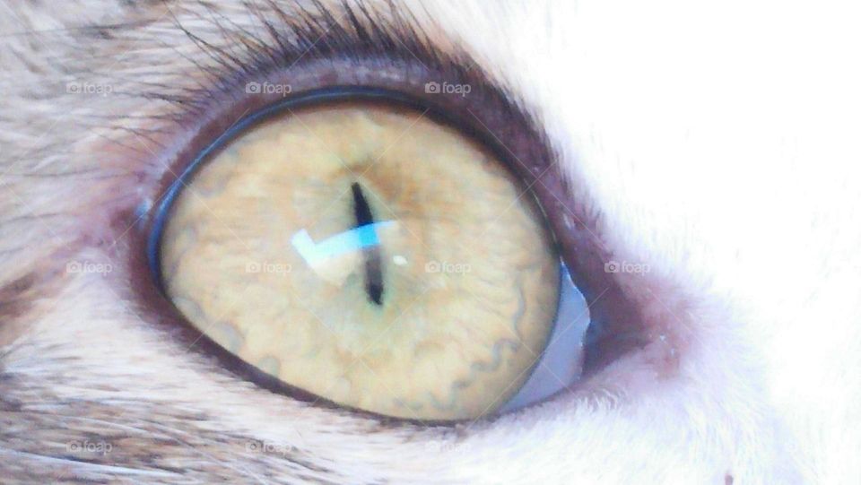 Animal eye