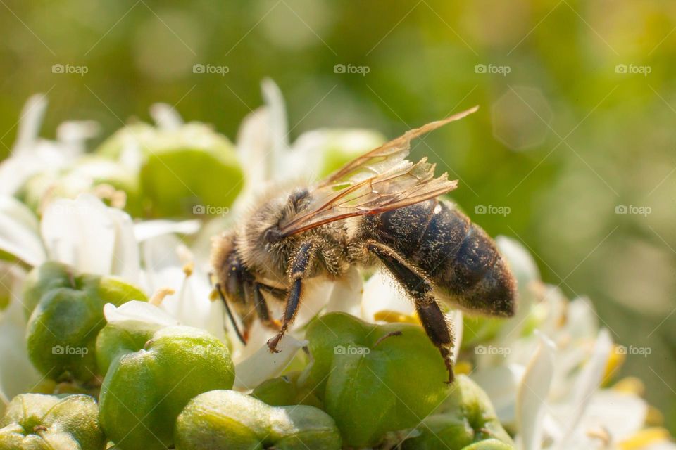The bee on the flower collects nectar and pollen. The bees of the wings are bogged