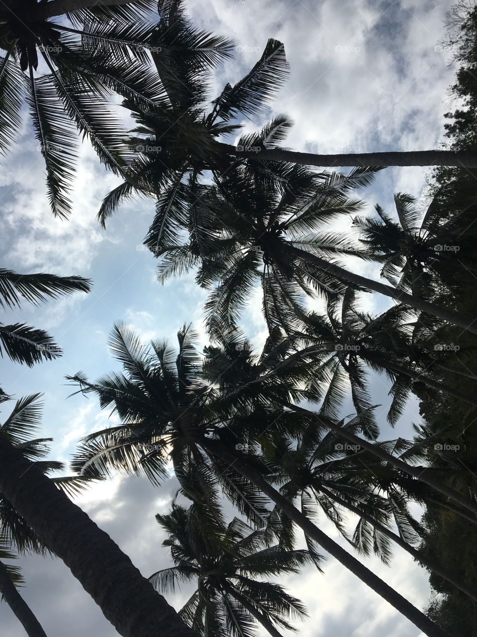 Palm tree vacation goals beautiful sky blue 