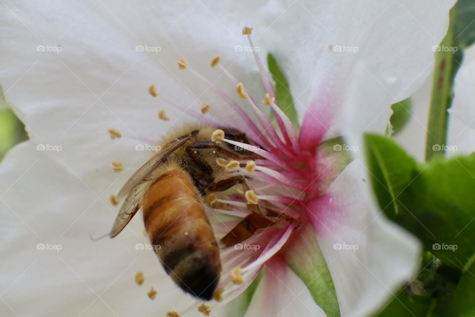 A bee inside almond flower 