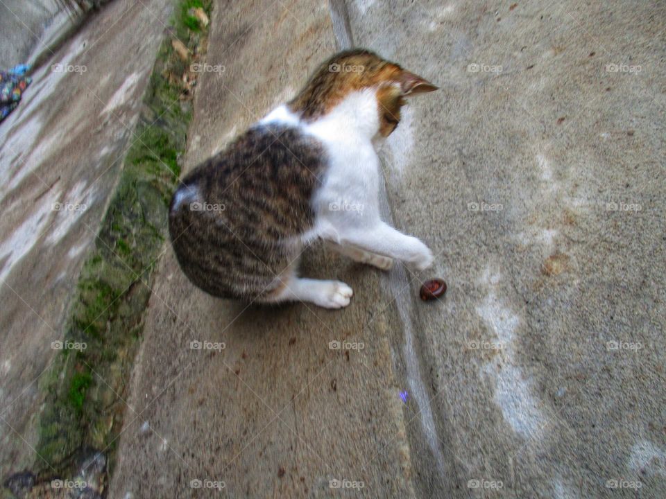 A cat having fun playing with millipedes