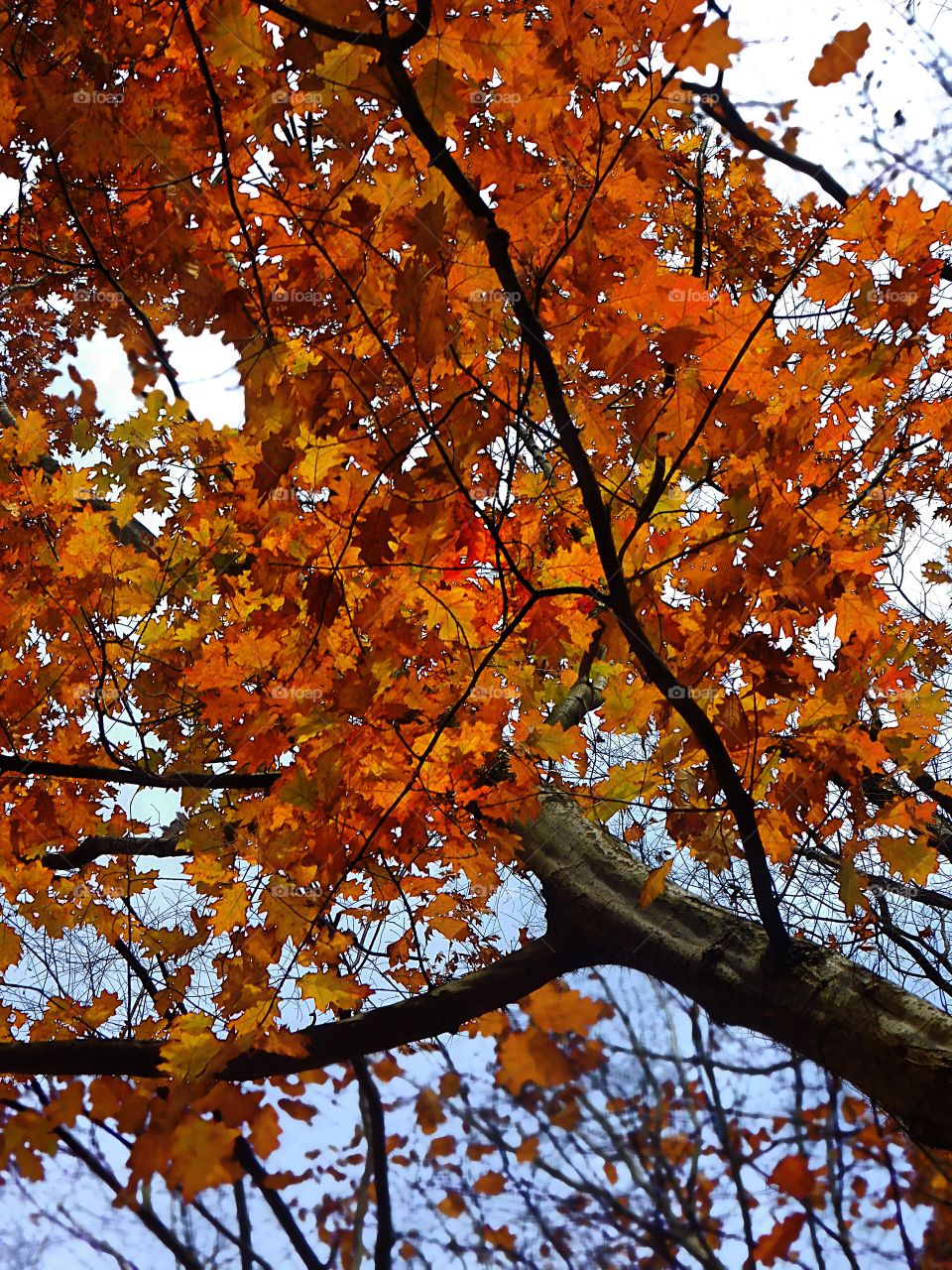 Upward View of the Fall Tree