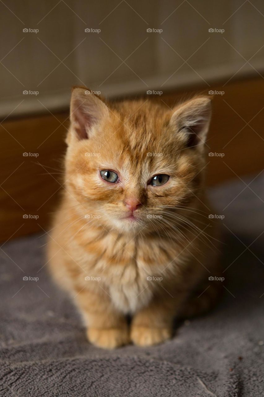 Beautiful and cute cat