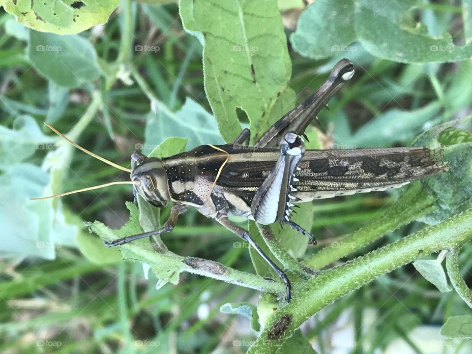 Cyrthacantacris tatarica