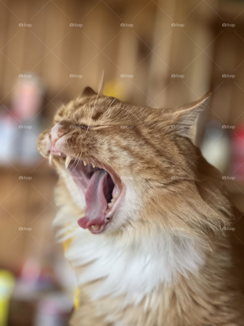 Cat yawning