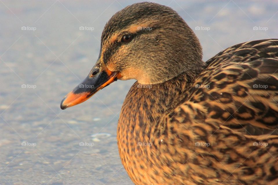 Close-up of a wild duck