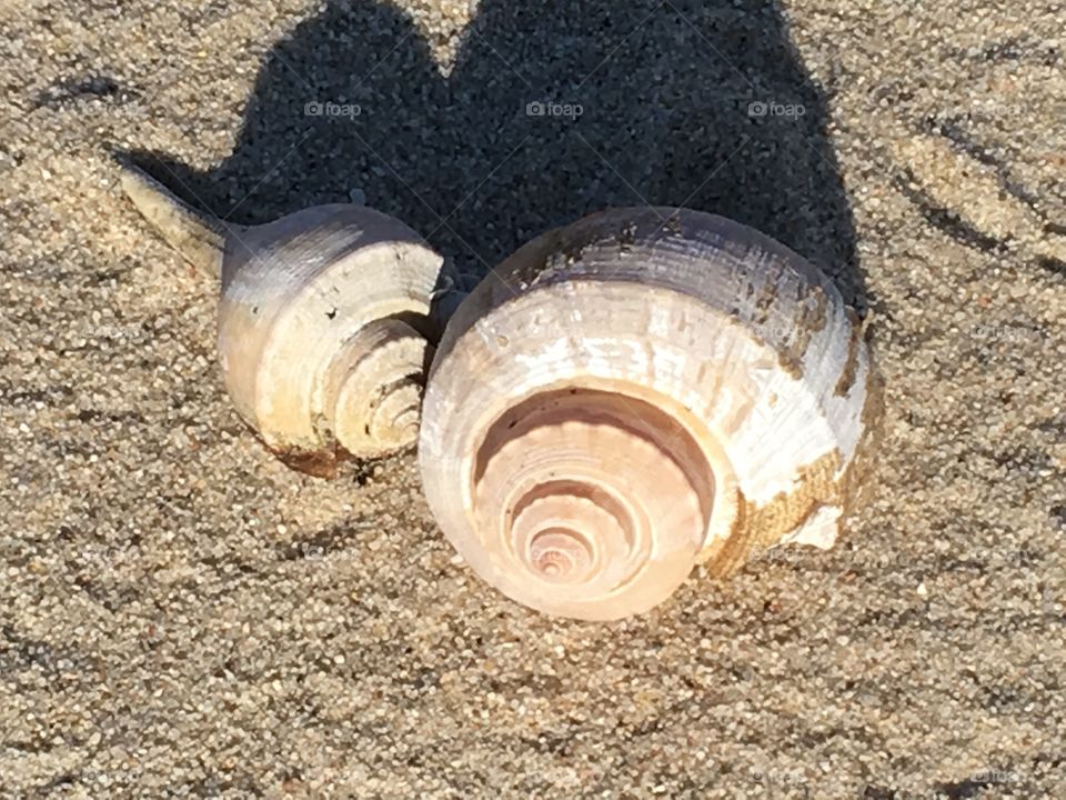 Beautiful seashells on the beach. 