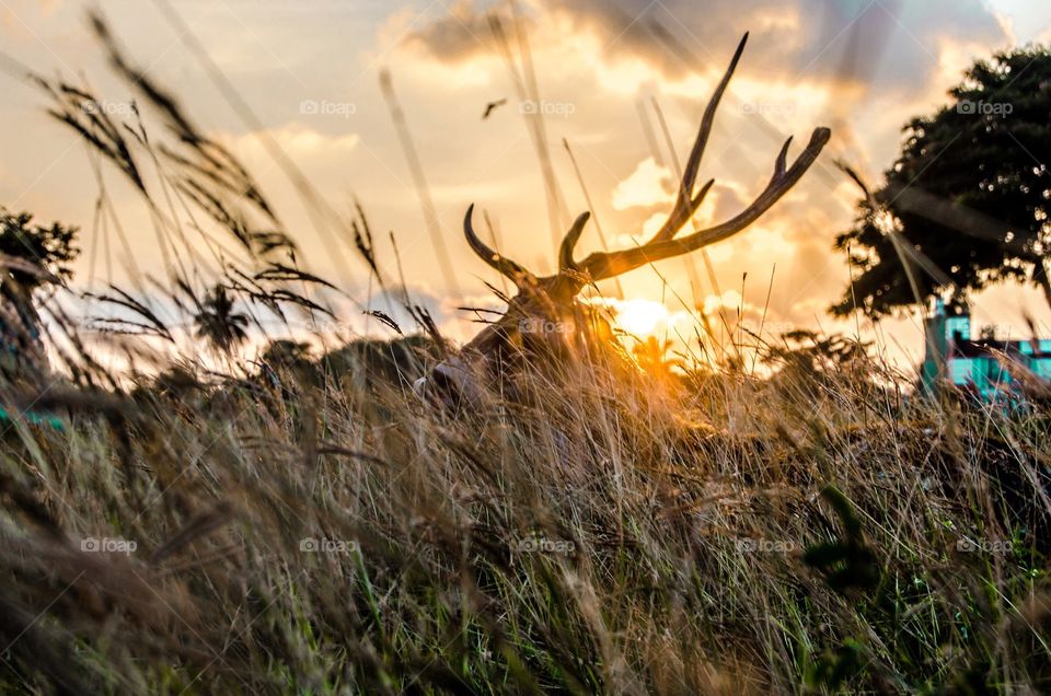 Wild life axis deer through the grasses sun setting at the time 