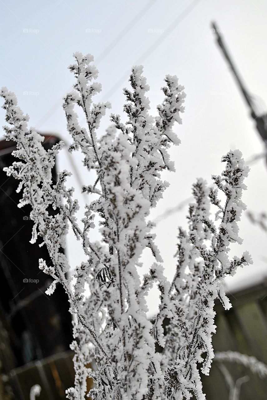 Plants covered with frost