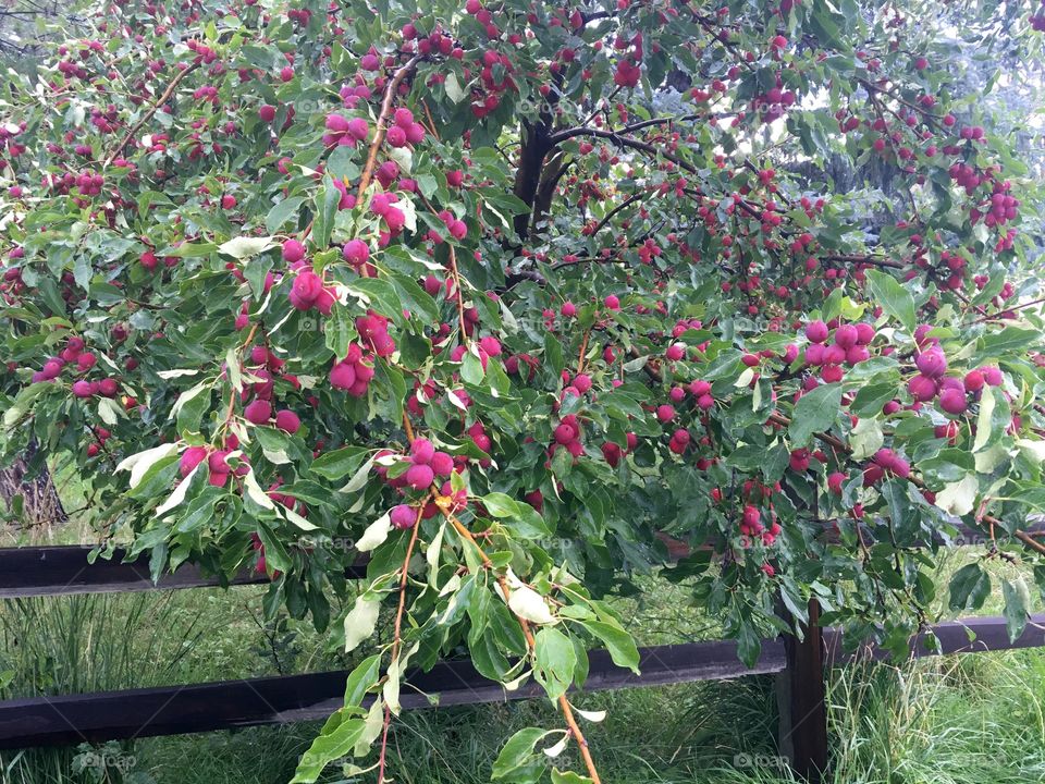 Fruit tree