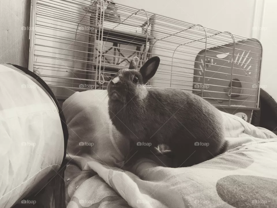 Rabbit