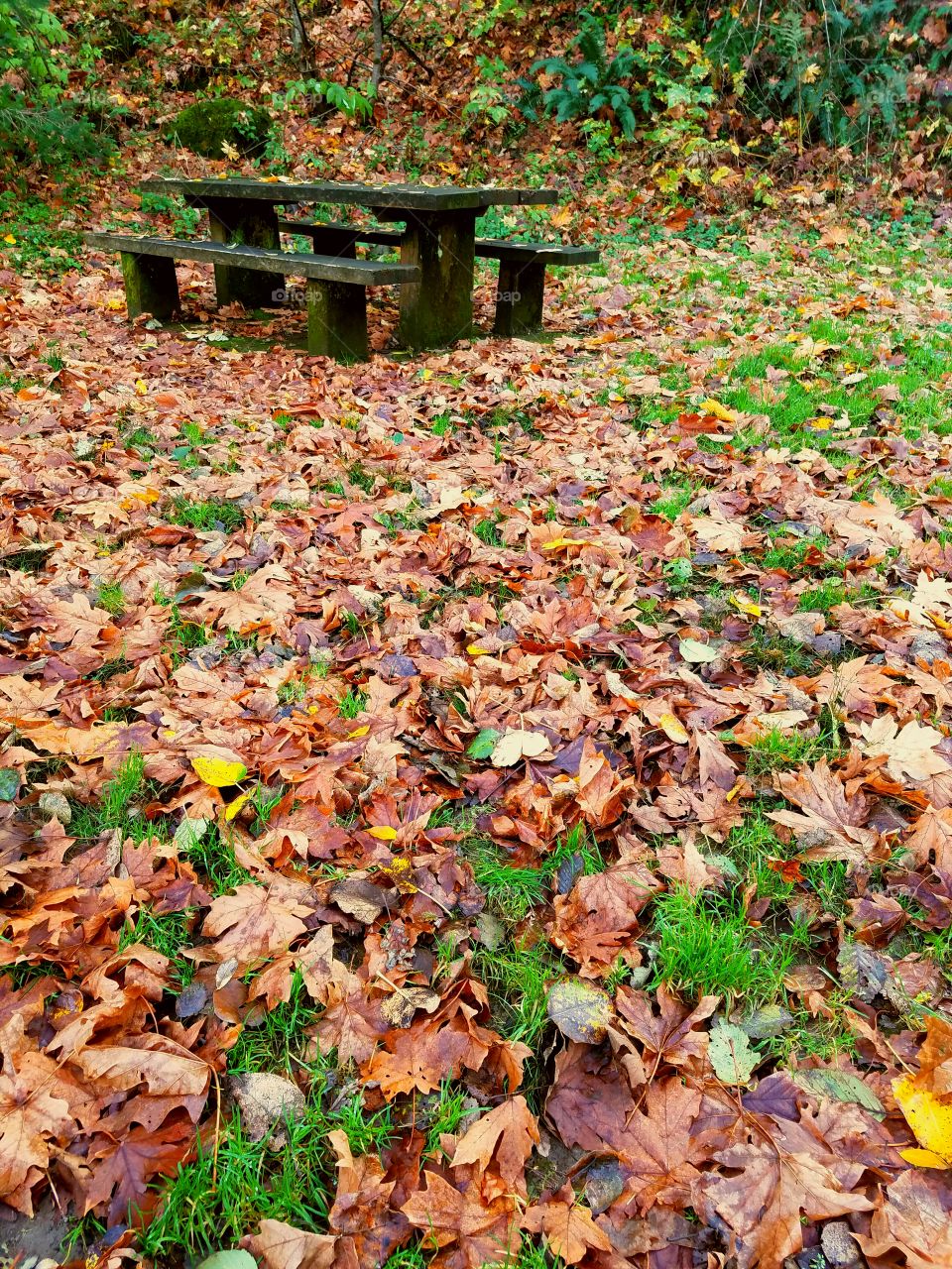 Fall, Leaf, Wood, Nature, Tree