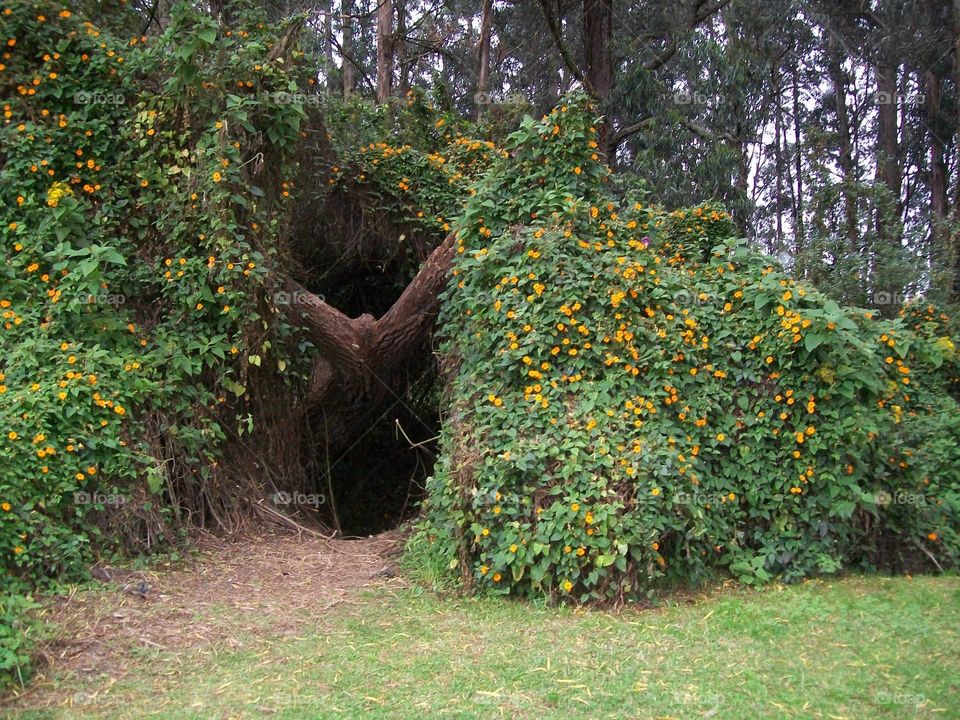 Overgrown path with vines and small yellow flowers