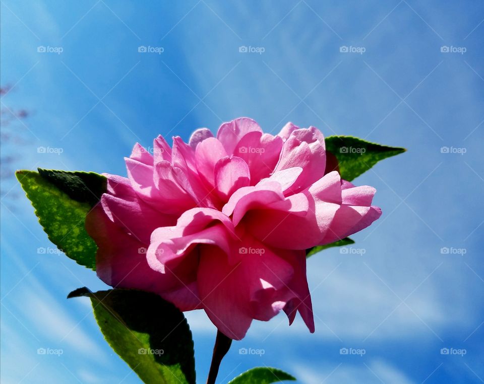 blue skies and pink flower.